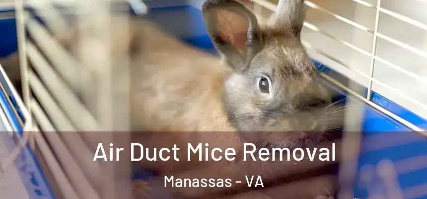  Air Duct Mice Removal Manassas - VA